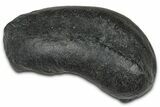 Large Fossil Whale Ear Bone - South Carolina #375278-1